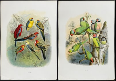 Reichenow - Pair of Parrot & Parrakeet Lithographs