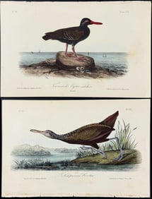 Audubon - Pair of Shore Bird Lithographs