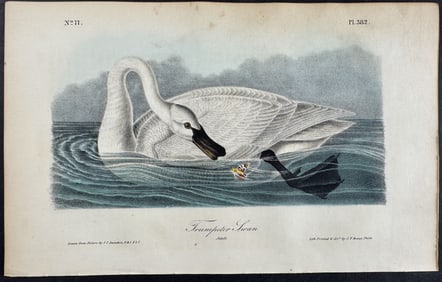 Audubon - Trumpeter Swan. 382