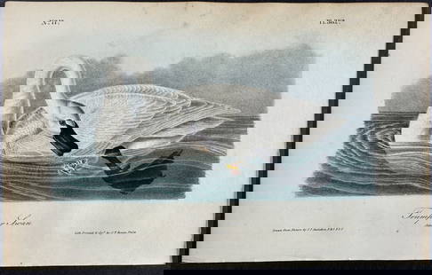 Audubon - Trumpeter Swan. 382: This hand-colored lithograph comes from John James Audubon's first octavo edition of Birds of America published from 1840 to 1844. The work was completed under the direct supervision of J. J. Audubon.