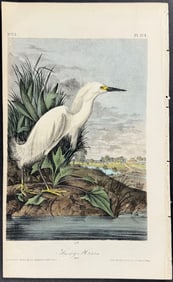 Audubon - Snowy Heron. 374