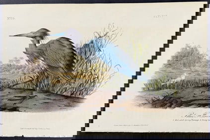 Audubon - Blue Heron. 372