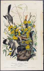 Audubon - Common Mocking Bird. 138