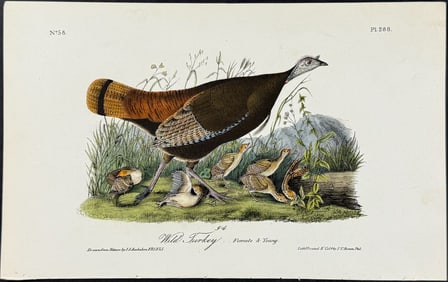 Audubon - Wild Turkey (Female). 288