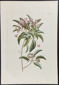 Catesby - Chamaedaphne (Mountain Laurel) with Pitch Apple. 98
