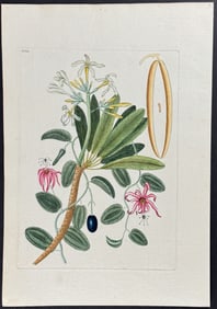 Catesby - Plumeria Flore Niveo (White Frangipanni). 93