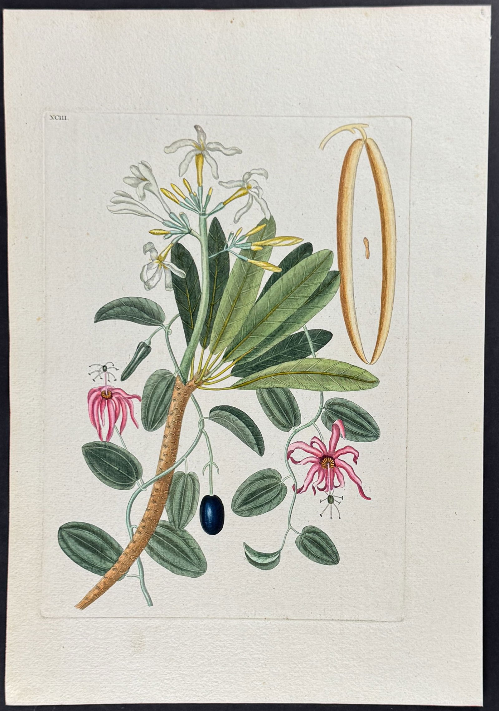 Catesby - Plumeria Flore Niveo (White Frangipanni). 93: This stunning, originally hand-colored engraving is from Mark Catesby's Piscium Serpentum Insectorum aliorumque nonnullorum animalium nec non plantarum quarundam imagines quas Marcus Catesby in poster