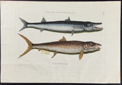Catesby - Barracuda & Vulpis Bahamensis. 1