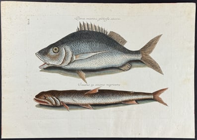 Catesby - Margate Fish & Sea Sparrow-Hawk. 2