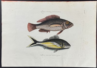 Catesby - Negro Fish & Black Tail. 7