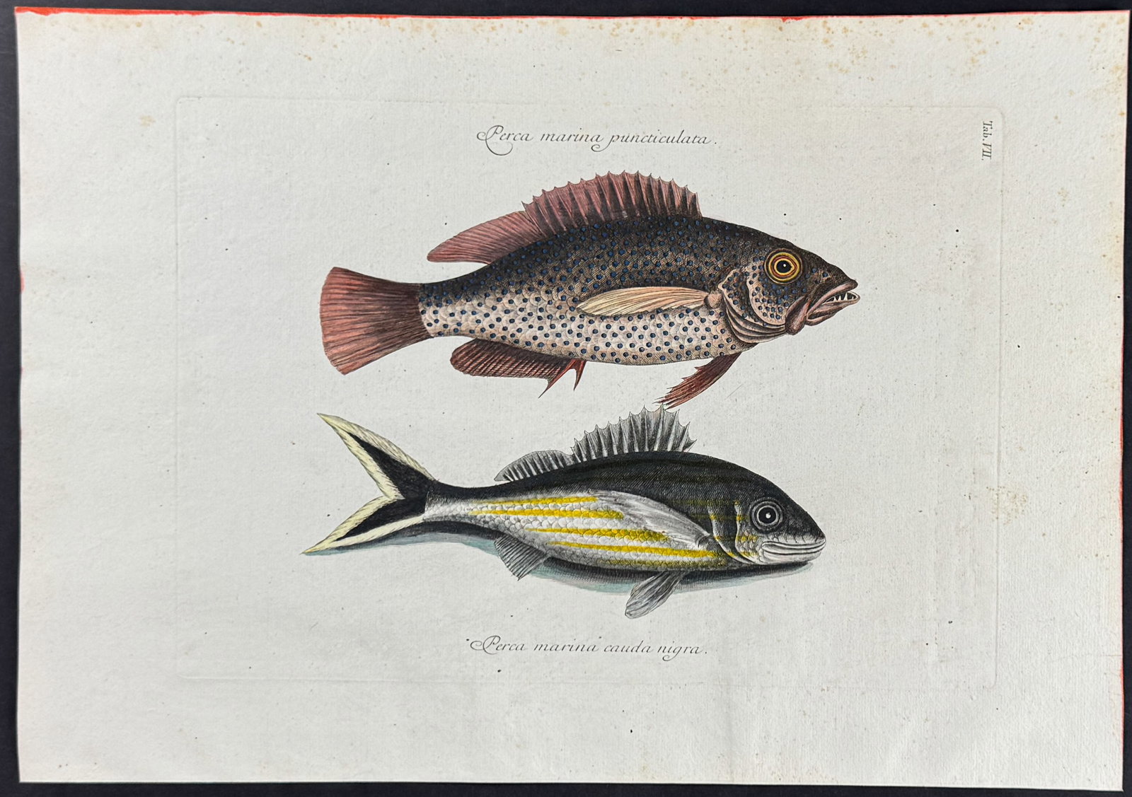 Catesby - Negro Fish & Black Tail. 7: This stunning, originally hand-colored engraving is from Mark Catesby's Piscium Serpentum Insectorum aliorumque nonnullorum animalium nec non plantarum quarundam imagines quas Marcus Catesby in poster