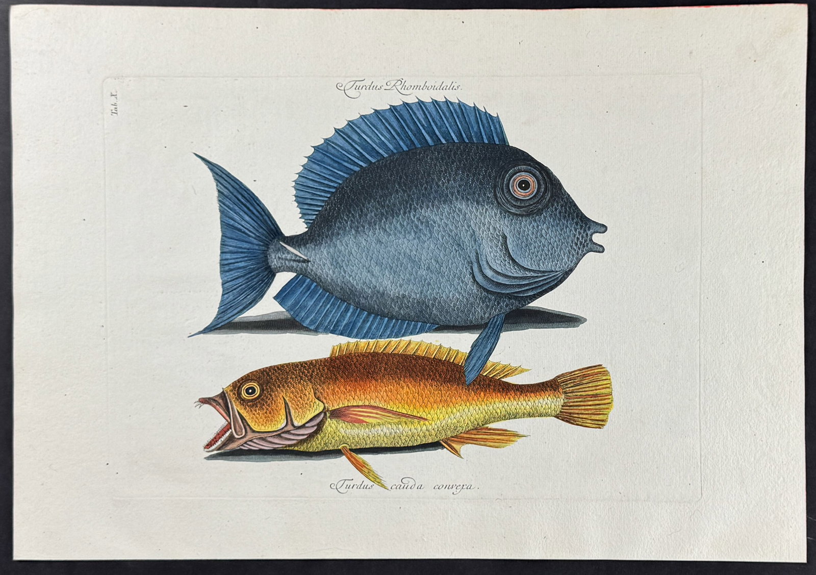 Catesby - Tang & Yellow Fish. 10: This stunning, originally hand-colored engraving is from Mark Catesby's Piscium Serpentum Insectorum aliorumque nonnullorum animalium nec non plantarum quarundam imagines quas Marcus Catesby in poster