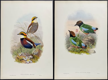 Gould - Pair of Pitta Lithographs