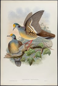 Gould - Branded Pigeon