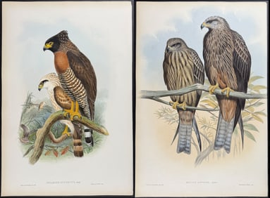 Gould - Pair of Bird of Prey Lithographs
