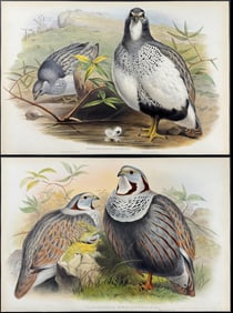 Gould - Pair of Snow-Partridge Lithographs