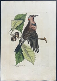 Catesby, First Ed - Gold Winged Woodpecker with Chesnut Oak. 1-18