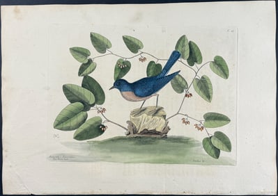 Catesby, First Ed - Blue Bird. 1-47