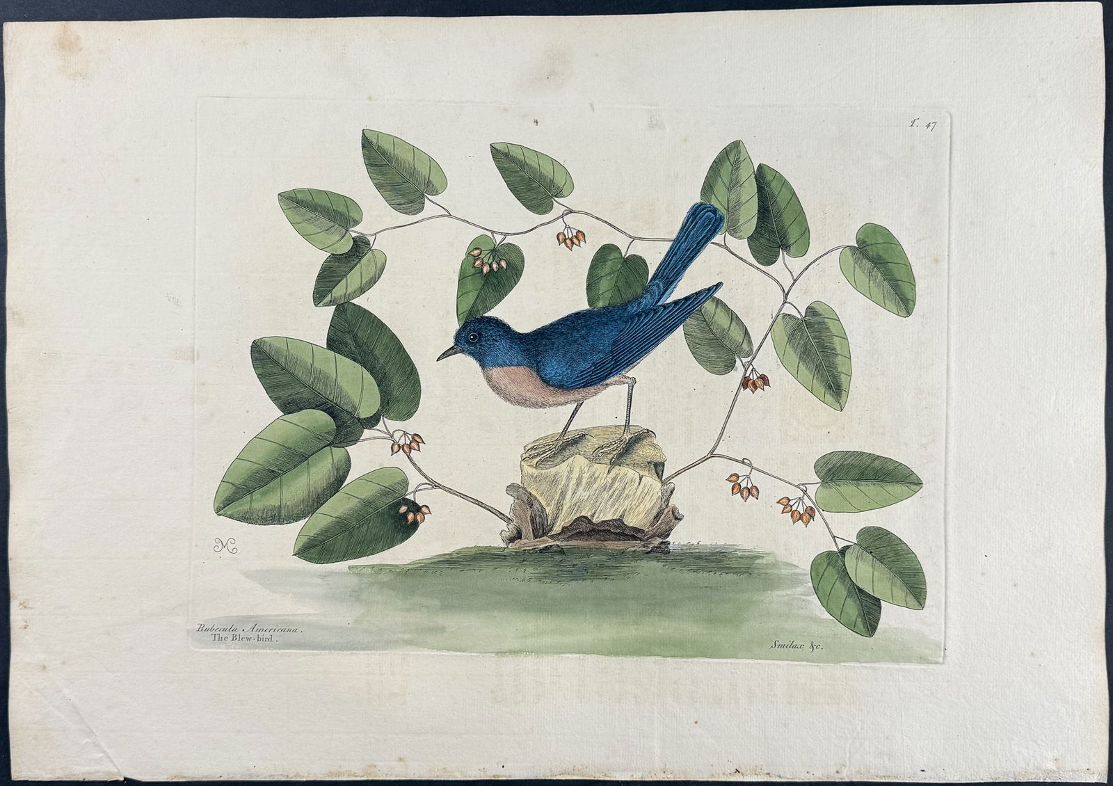 Catesby, First Ed - Blue Bird. 1-47: We are pleased to offer this folio engraving from Mark Catesby?s The Natural History of Carolina, Florida and the Bahama Islands: Containing the Figures of Birds, Beasts, Fishes, Serpents, Insects, an