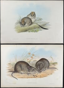 Gould, Australia - 3 Mammal Lithographs