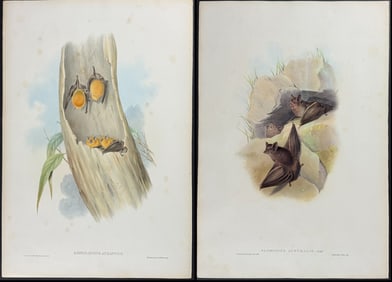 Gould, Australia - 4 Bat Lithographs