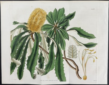 Curtis - Entire-leaved Banksia (Native to Australia). 2770