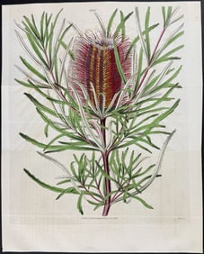 Curtis - West-coast Banksia (Native to Australia). 3535
