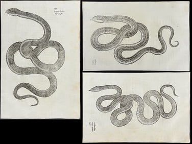 Aldrovandi - 5 Pages with Snake Engravings
