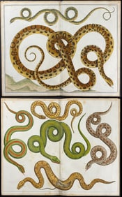 Seba - 6 Snake Engravings