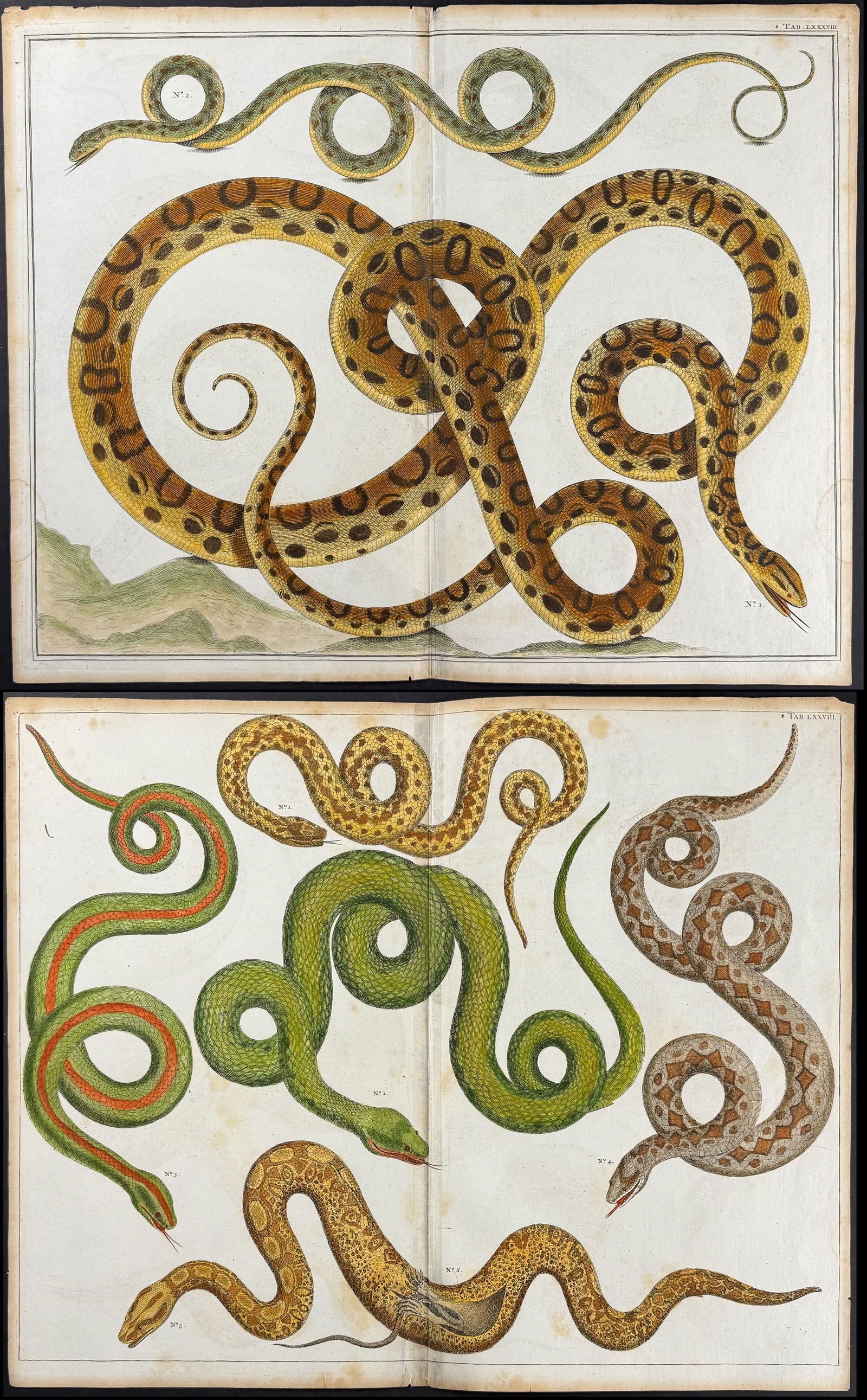 Seba - 6 Snake Engravings (1 of 7)