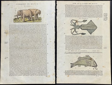 Mattioli, pub. 1634 - 5 Pages of Natural History Engravings (Porcupine, Hedgehog, Elephant, Birds,