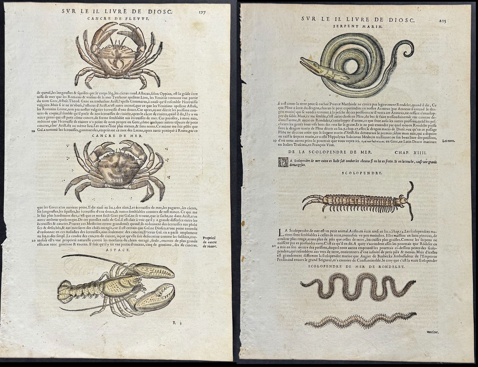Mattioli, pub. 1634 - 6 Pages of Sea Life & Natural History Engravings (Ray, Squid, Lobster, Shrimp, (1 of 13)