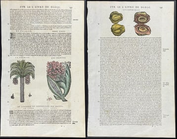 Mattioli, pub. 1634 - Pair of Pages of Botanical Engravings (Palm Tree, Date, Banana, Coconut)