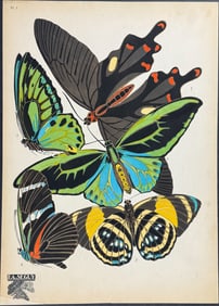 Seguy - Butterfly or Moth Pochoir. 1
