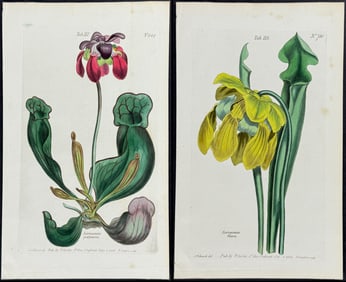 Curtis - 3 Carnivorous Pitcher Plants