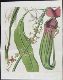 Curtis - Carnivorous Pitcher Plant. 2798