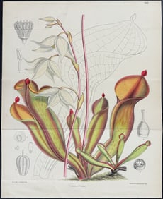 Curtis - Carnivorous Marsh Pitcher Plant. 7093