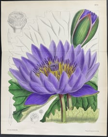 Curtis - Blue Lotus or Water Lily. 6843