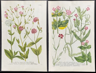 Weinmann - 4 Lychnis Engravings