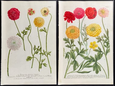 Weinmann - 4 Buttercup or Ranunculus Engravings