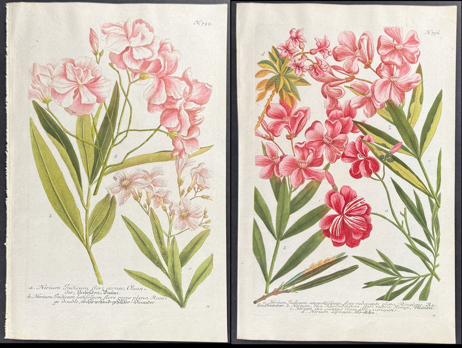 Weinmann - Pair of Oleander Engravings (1 of 3)