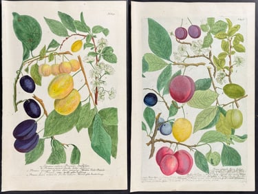 Weinmann - Pair of Fruit Engravings