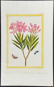 Buchoz - Oleander & Moths. 98