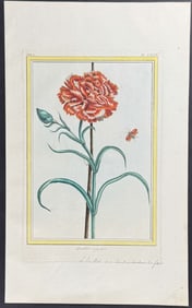 Buchoz - Carnation & Insect. 75