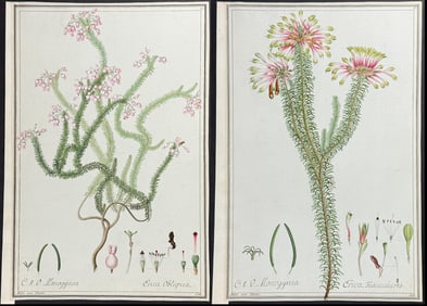 4 Original Watercolors of Heath (Erica) after Ledel for Curtis, Aiton Kew Plants (according to
