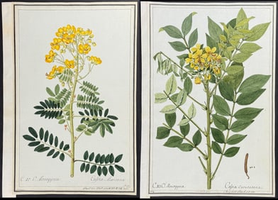 4 Original Watercolors of Cassia after Ledelmeier, Herz, Ledl for Jacquin (according to Linnaeus