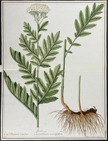 Original Watercolor of Bigleaf Tansy (Chrysanthemum macrophyllum) after Ledl for Kitai (according to