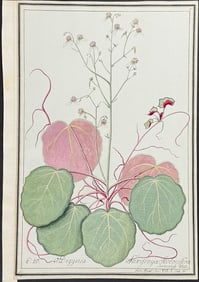Original Watercolor of Creeping or Strawberry Saxifrage (Saxifraga Stolonifera) after Ledel