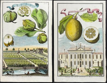 Volckamer - 4 Citrus Fruit Engravings