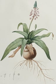 Redoute, Folio - Spotted Copperas-leaved Lachenalia (Lachenalia Lanceaefolia)